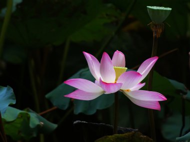 Lotus göleti