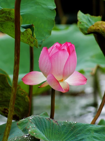Lotus pond — Stock Photo, Image