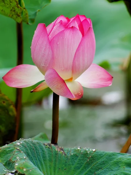 Estanque de loto — Foto de Stock