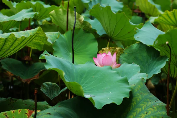 stock image Lotus pond