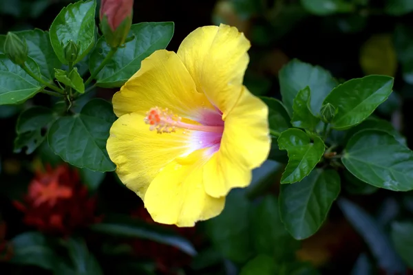 stock image Flowers