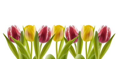 Tulips in a row clipart