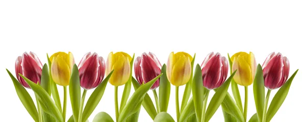 Tulips in a row — Stock Photo, Image