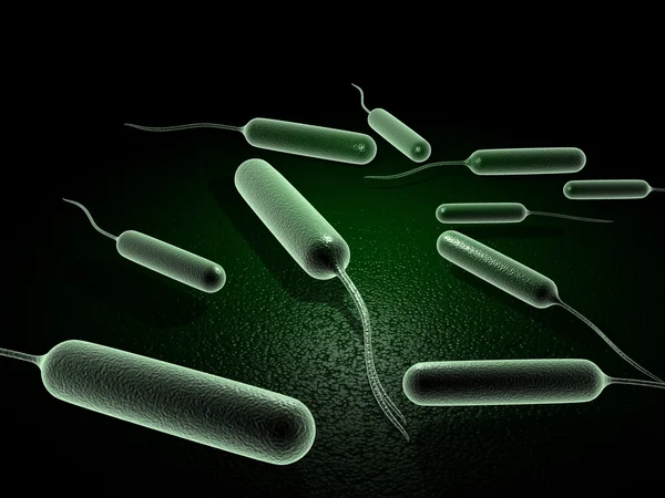 Coli baktérium — Stock Fotó