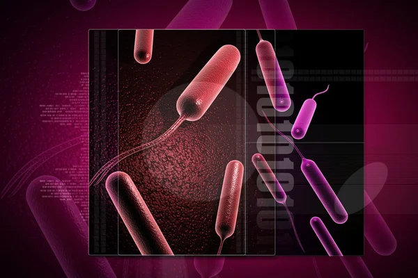 Coli bactérias — Fotografia de Stock