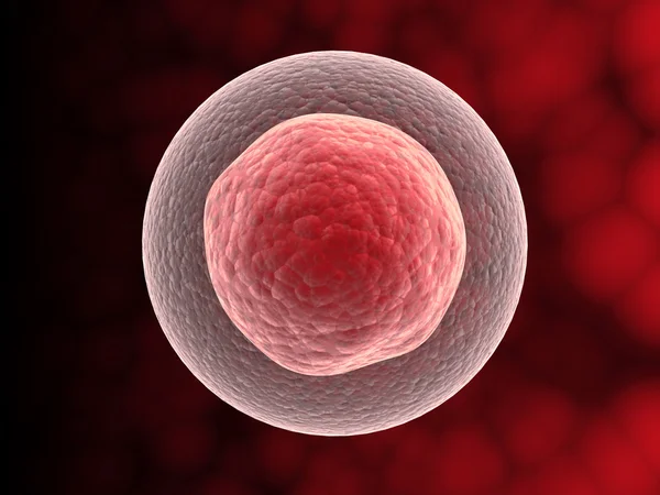 Κύτταρο με πυρήνα — Φωτογραφία Αρχείου