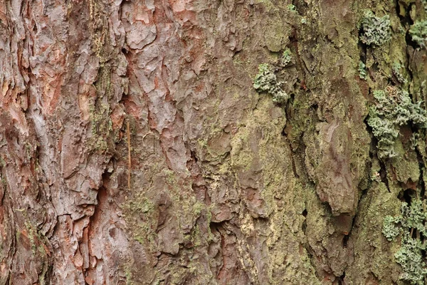 Träd bark närbild med detaljer — Stockfoto