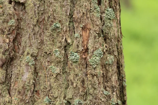 Stock image Tree bark