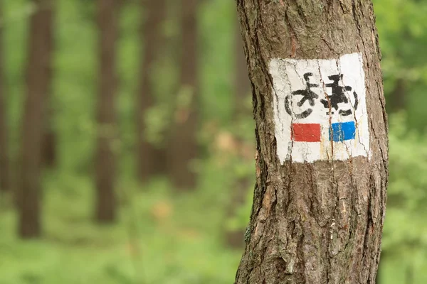 Bisiklet ağacı tabelasını kapat — Stok fotoğraf