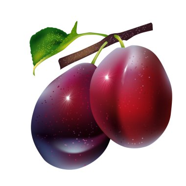 Vector plums clipart