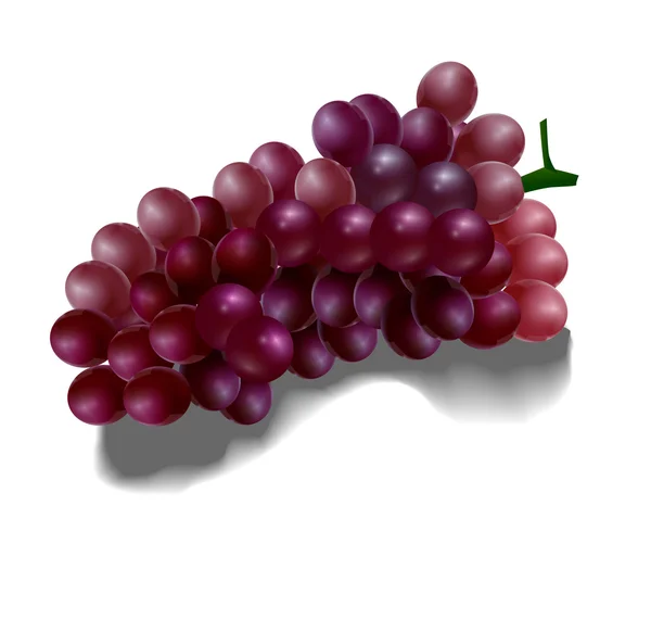 Red grapes — Stock Vector