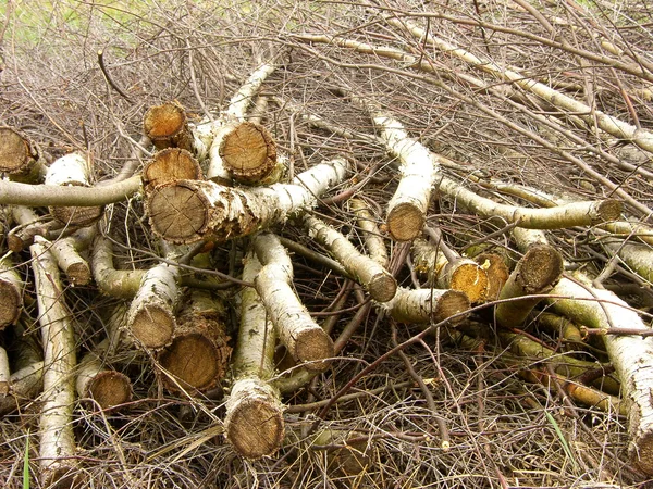 Birch logs — Stock Photo, Image
