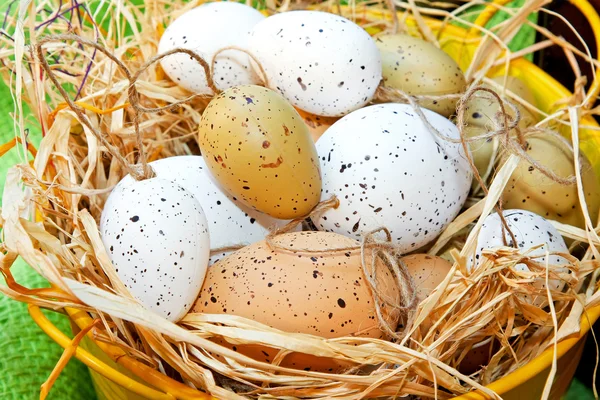 Hnízdo vajec — Stock fotografie