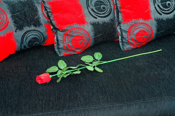 Růže na pohovce — Stock fotografie