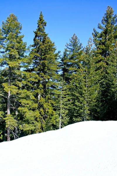 Vintergröna träd — Stockfoto