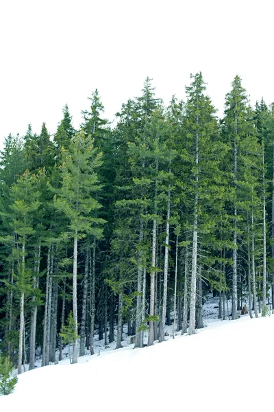 Conifer дерева — стокове фото