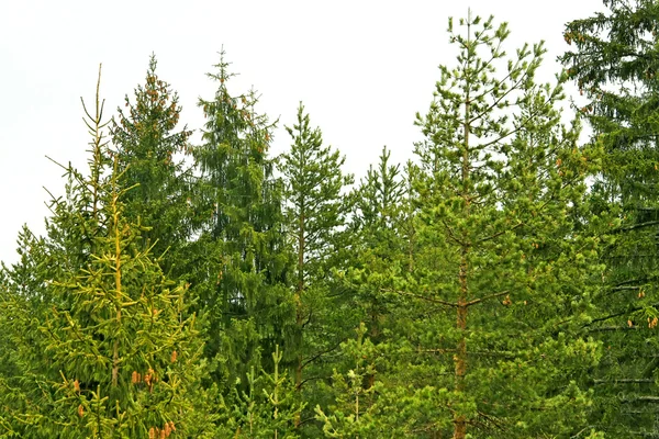 Evergreen drewno — Zdjęcie stockowe