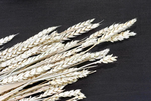 小麦角度 — 图库照片