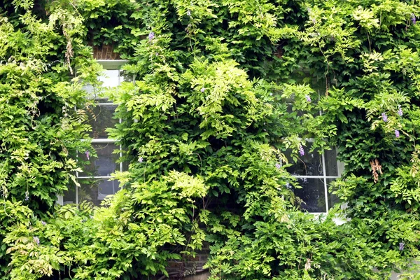 Versteckte Fenster — Stockfoto