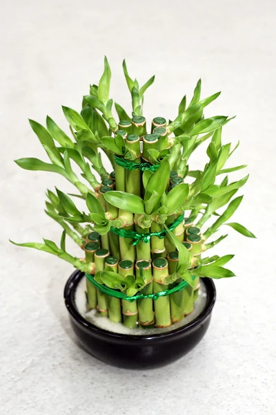 Planta de bambú — Foto de Stock