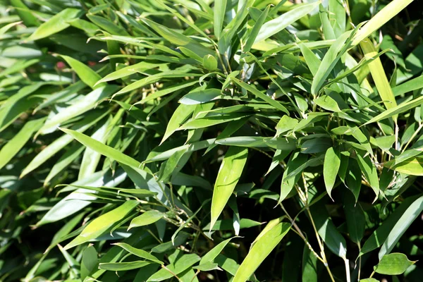 stock image Bamboo plant detail