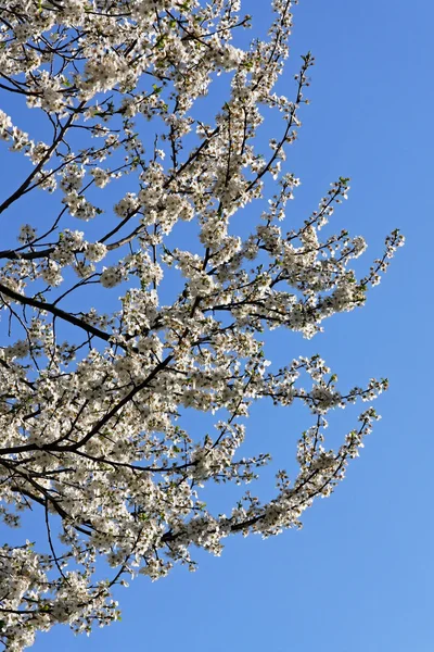 stock image Cherry tree