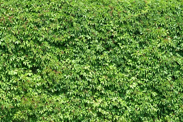 Rośliny zielone ogrodzenie — Zdjęcie stockowe