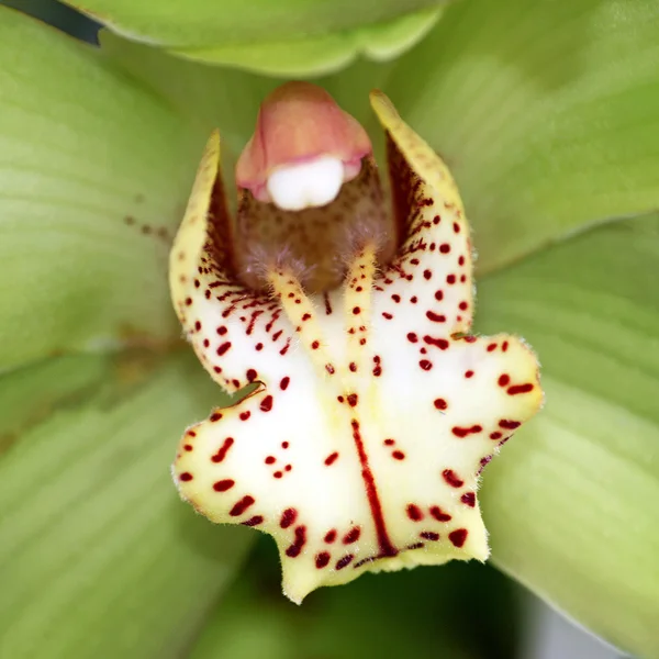 stock image Orchid detail