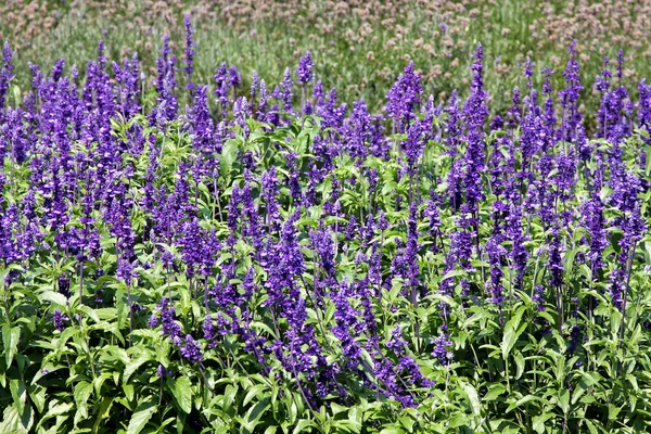 stock image Purple flowers field