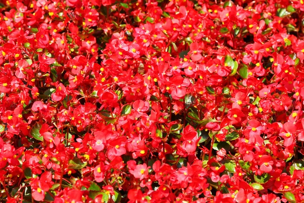 stock image Red flowers field