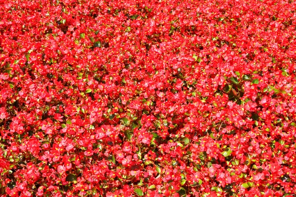 Red flowers texture — Stock Photo, Image
