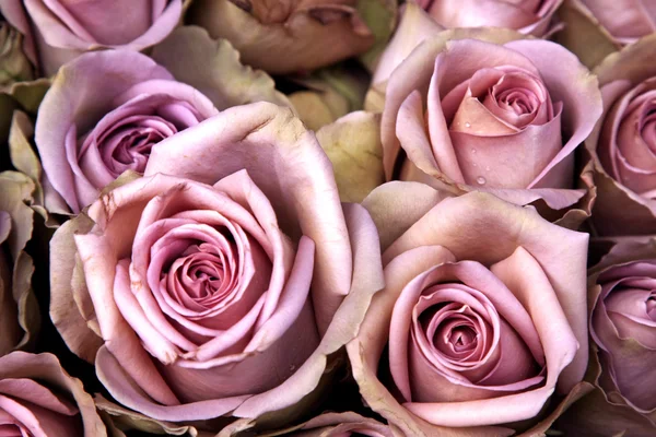 Винтажные розы — стоковое фото