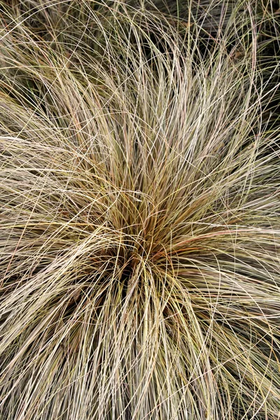 stock image Yellow grass detail