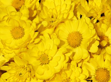 Yellow flowers clipart