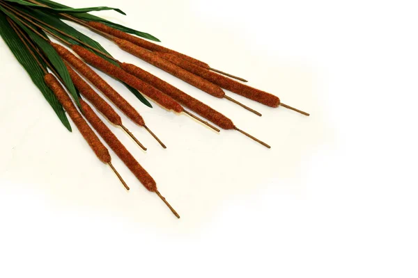 Bambu çubukları — Stok fotoğraf