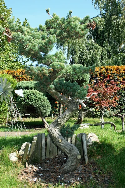 Bonsaje strom — Stock fotografie