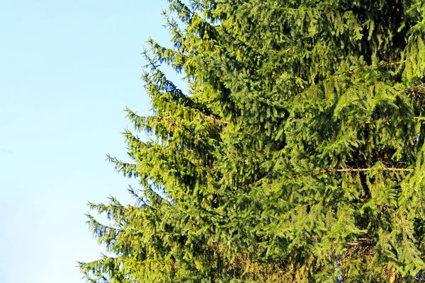 Вічнозелене дерево — стокове фото