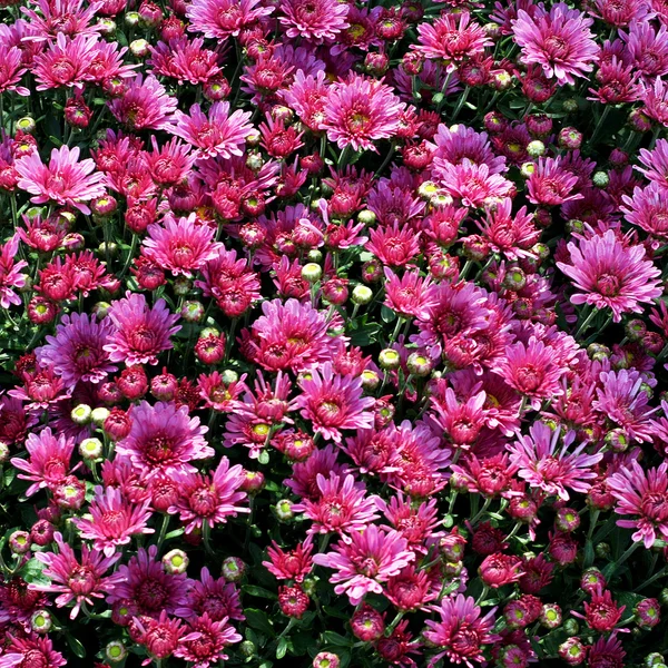 Lila virágok — Stock Fotó