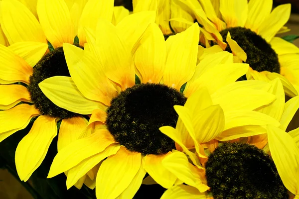 Sunflowers detail — Stock Photo, Image