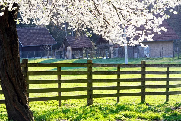Blossom och staket — Stockfoto
