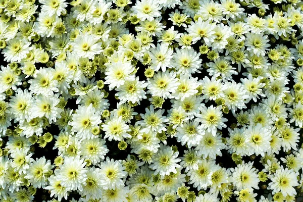 Padrão floral branco — Fotografia de Stock