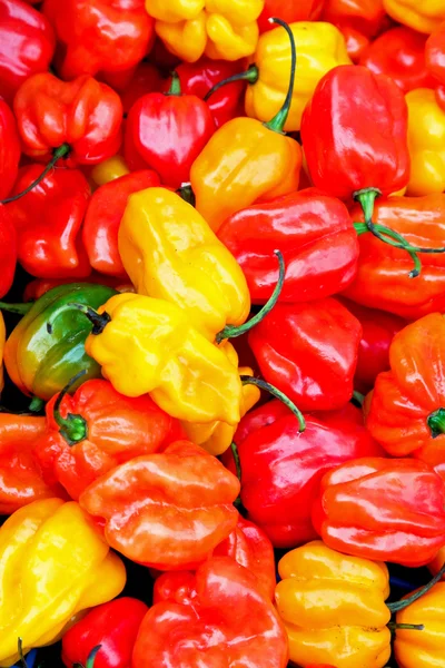 Chilli paprika — Stock Photo, Image