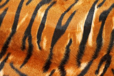 Tiger hide clipart