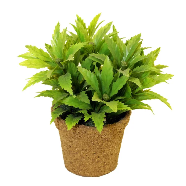 Plant in pot — Stock Photo, Image