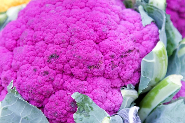 Purple cauliflowers — Stock Photo, Image