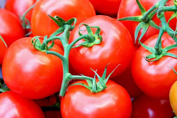 Tomato on vine — 스톡 사진