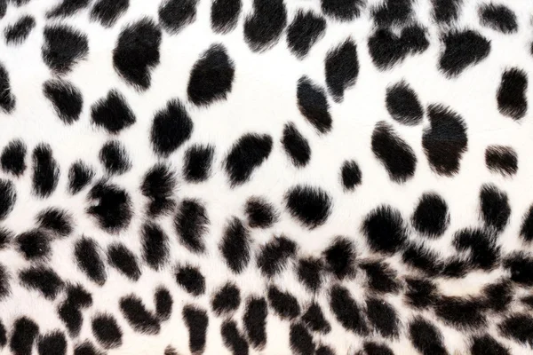 White leopard — Stock Photo, Image