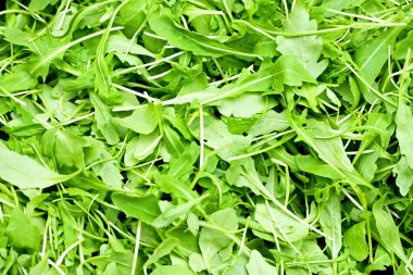 Rucola