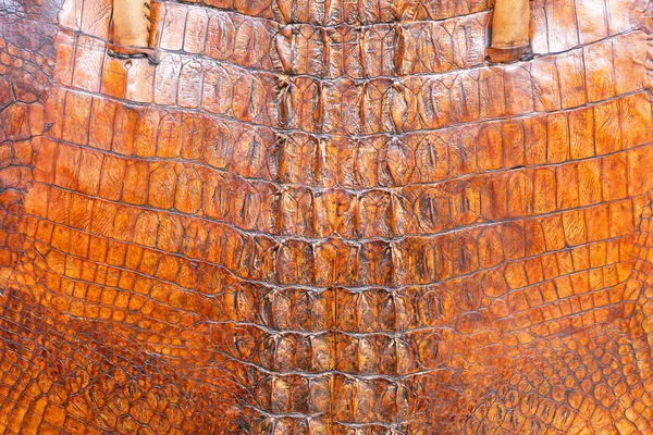 Crocodile cuir — Photo