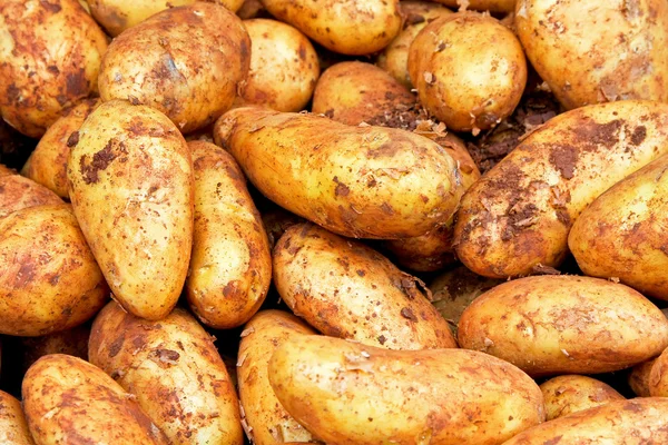 Dirty potatoes — Stock Photo, Image